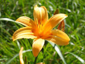 黃花(金針菜)